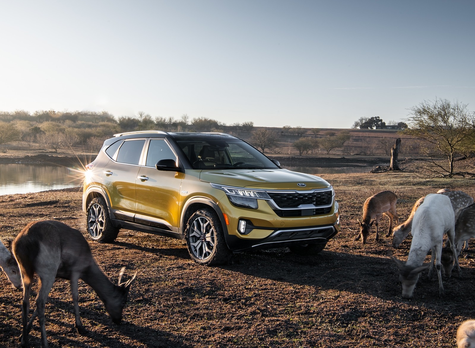 2021 Kia Seltos Front Three-Quarter Wallpapers (8)